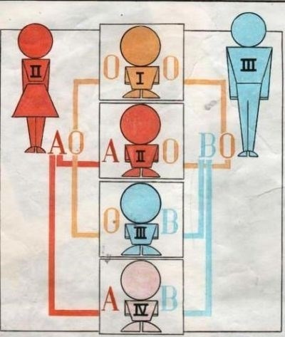 У пары со второй и третьей группой крови имеются разные варианты потомства.