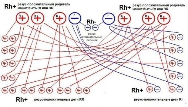 Как узнать резус-фактор новорожденного?